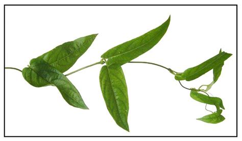 kantutan filipina|Kantutan / Paederia foetida / skunk vine / stinkvine / Ji shi teng .